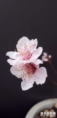 【春光好】+桃花朵朵開