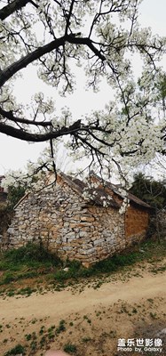 櫻桃溝，盛開的梨花，櫻桃花……
