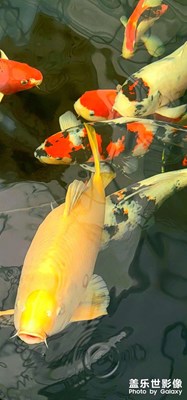 note20ultra拍攝錦鯉