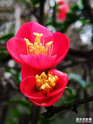 【春光好】+海棠花開春意濃