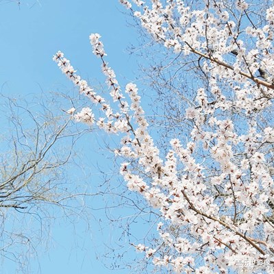 春雪過(guò)后 花開依舊