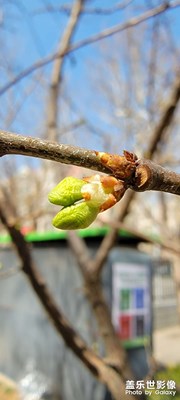 綠色點(diǎn)滴開始裝飾寂寞了一冬天的土地