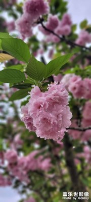 三星隨拍，鄉(xiāng)村振興，美景美不勝收！