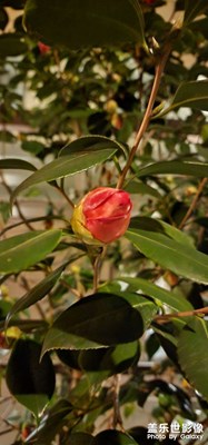 夜拍和21u沒啥太大的變化吧