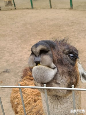 動(dòng)物園的奇怪表情