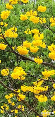 黃花風(fēng)鈴木