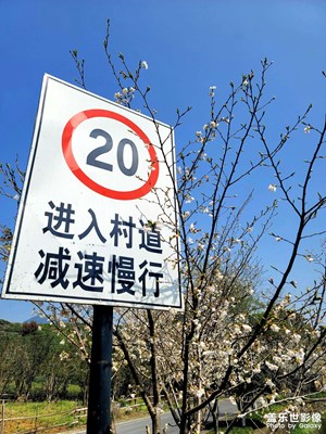 春天，看茶，喝茶，恰飯