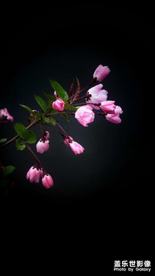 【春光好】+

海棠依舊
