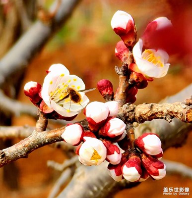 S20 Ultra 尋春（二）