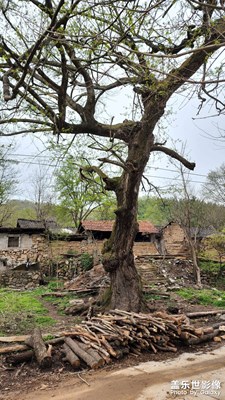 桐柏太白頂自然風(fēng)景區(qū)