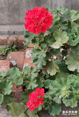 花兒為什么這樣紅？