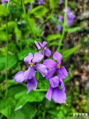 春天的保護(hù)色