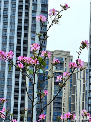 簡(jiǎn)潔更芬芳