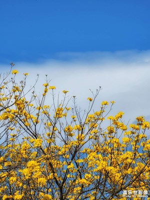 滿城盡帶黃金甲