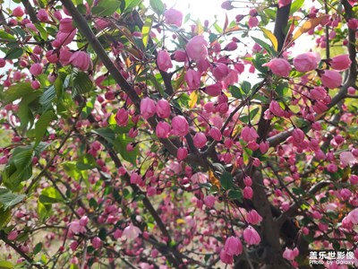 【熱愛(ài)生活】濱河公園之春