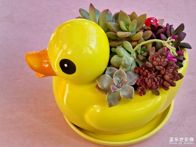 【熱愛生活】小侄的多肉植物