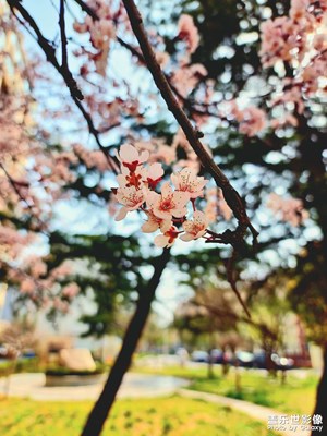 這季節(jié)就是拍些花花草草的