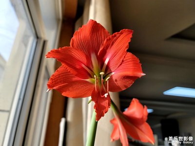 今日照片  朱頂紅開花了