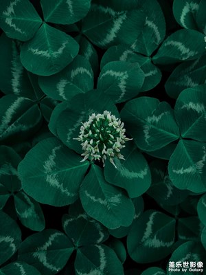 園區(qū)拍的花花草草