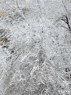 今日照片   看雪啦