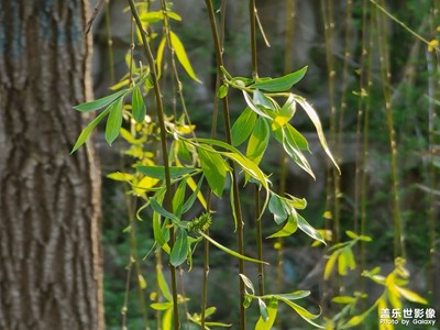 【人間四月】在河邊沐浴在陽(yáng)光里