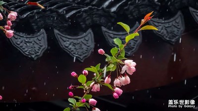 昨夜雨疏風(fēng)驟，應(yīng)是綠肥紅瘦??