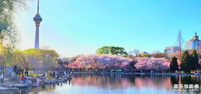 Galaxy S22 UItra 奔玉淵潭·赴櫻花之約