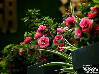 【人間四月】+鮮花、綠茵和藍(lán)天