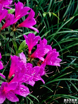 【人間四月】+杜鵑紅