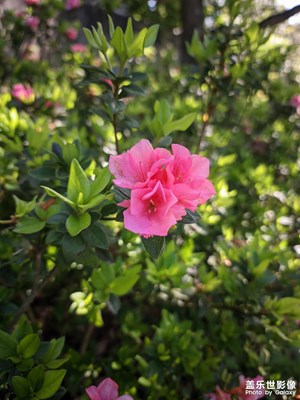 爬小梧桐，抓住春天的尾巴