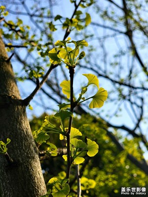 又是清明時(shí)