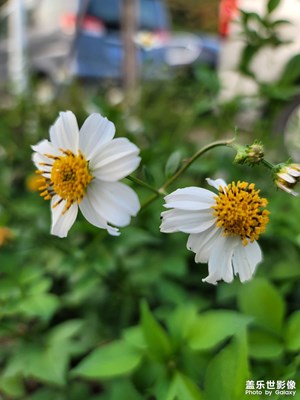 第一次用20U拍花，背景虛化非常棒