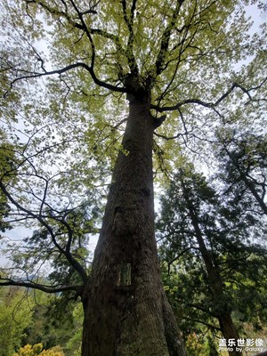 【人間四月】參天古樹(shù)與濕地紅杉樹(shù)