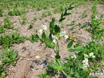 三星s10，還能再戰(zhàn)否？