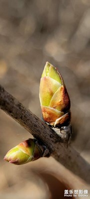 【春日幸事】+賞花