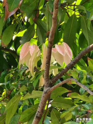 三星s22ultra長(zhǎng)焦拍照效果