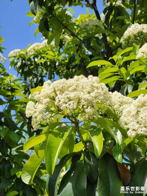 杭州突然入夏的感覺(jué)