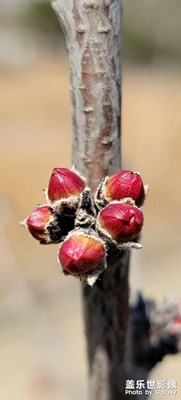 【春日幸事】+花骨朵欣賞