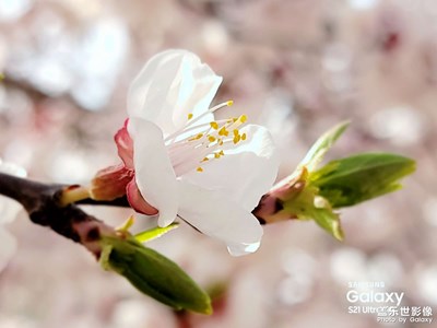 去年今日此門中，人面桃花相映紅
