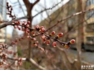今日照片  春意盎然