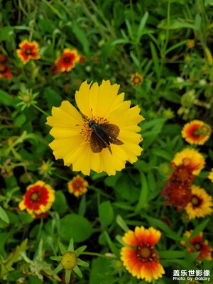 【春日幸事】+賞花
