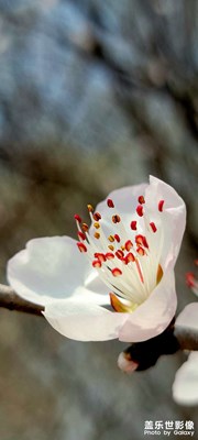 【人間四月】+花朵