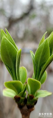 【春日幸事】+萬(wàn)物復(fù)蘇