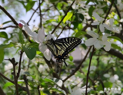 【日常隨拍】花與蝶