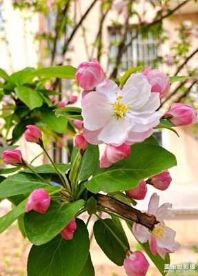 Galaxy?A53?5G 春花