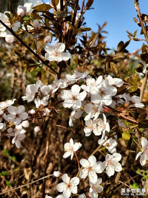 今日照片   春天的顏色