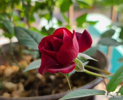 【日常隨拍】綻放的紅玫瑰