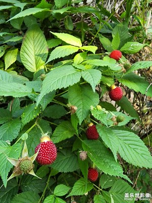 吃過這個(gè)嗎