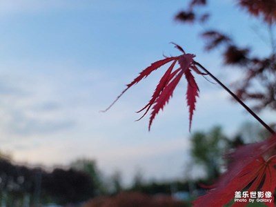 【日常隨拍】+公園小景
