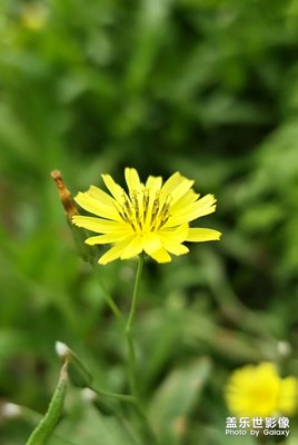 【日常隨拍】+路邊的花草